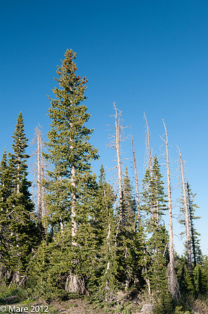 Cedar Breaks - Sunrise-10